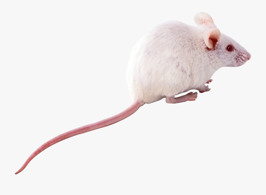 Animal White Mouse Png, Transparent Clipart