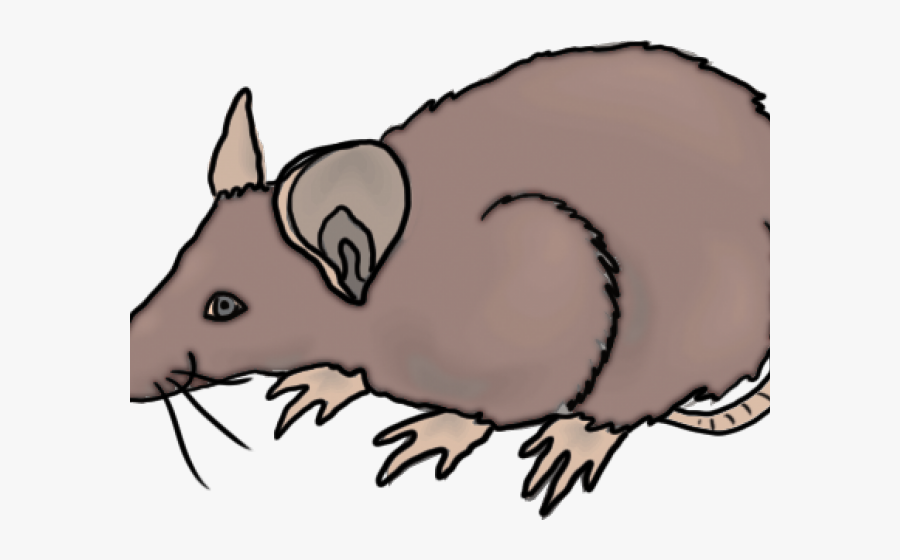 Rat Clipart Vicious - Tapir, Transparent Clipart