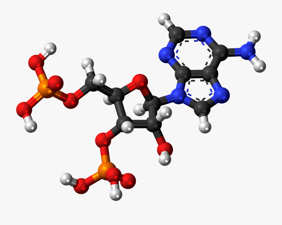 Adenosine Biphosphate, Nucleotide, Molecule, Structure - Nucleic Acid 3d Model, Transparent Clipart
