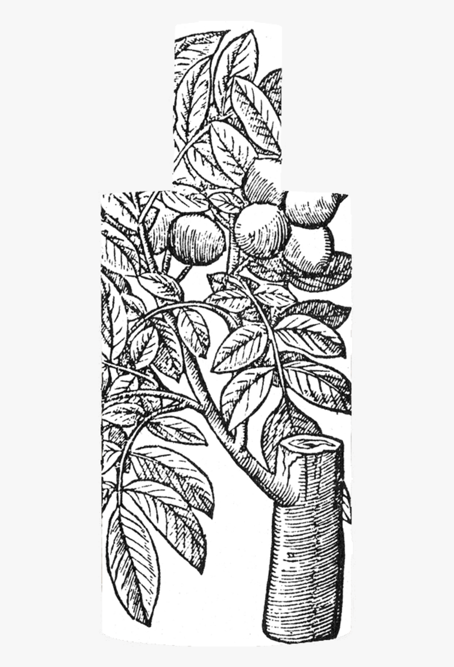 Durga Drawing Line - Ds Durga Italian Citrus, Transparent Clipart