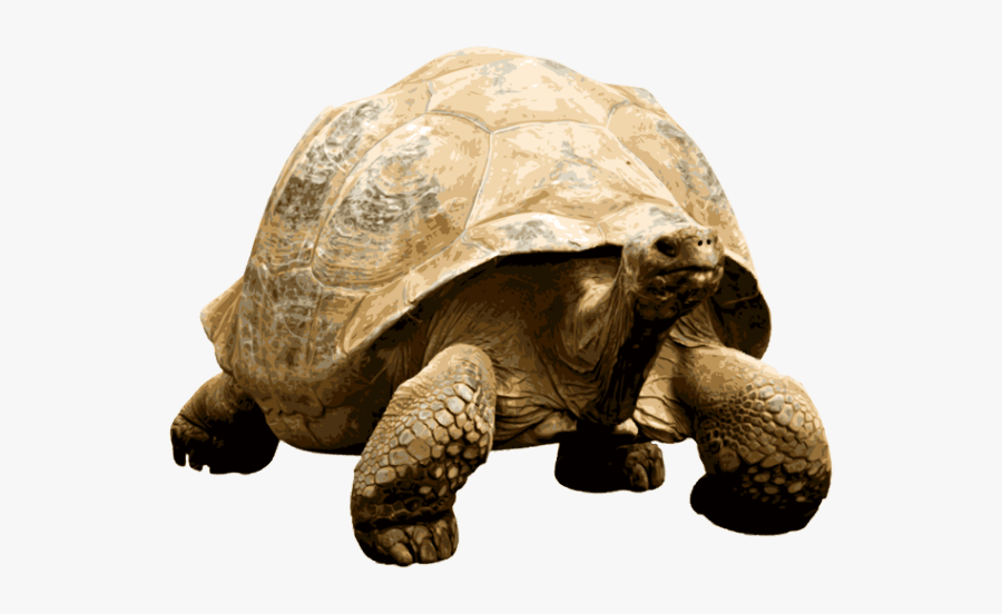Giant Tortoise - Giant Tortoise Transparent, Transparent Clipart