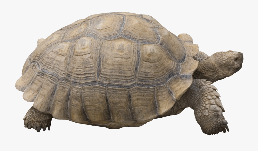 Giant Tortoise No Background, Transparent Clipart