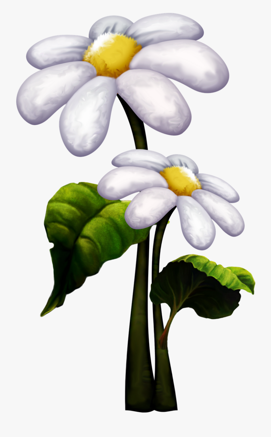 Jasmine, Transparent Clipart