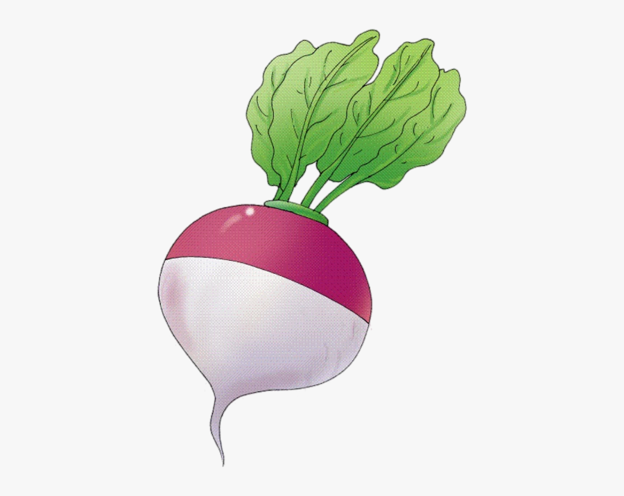 Turnip Clipart , Free Transparent Clipart ClipartKey
