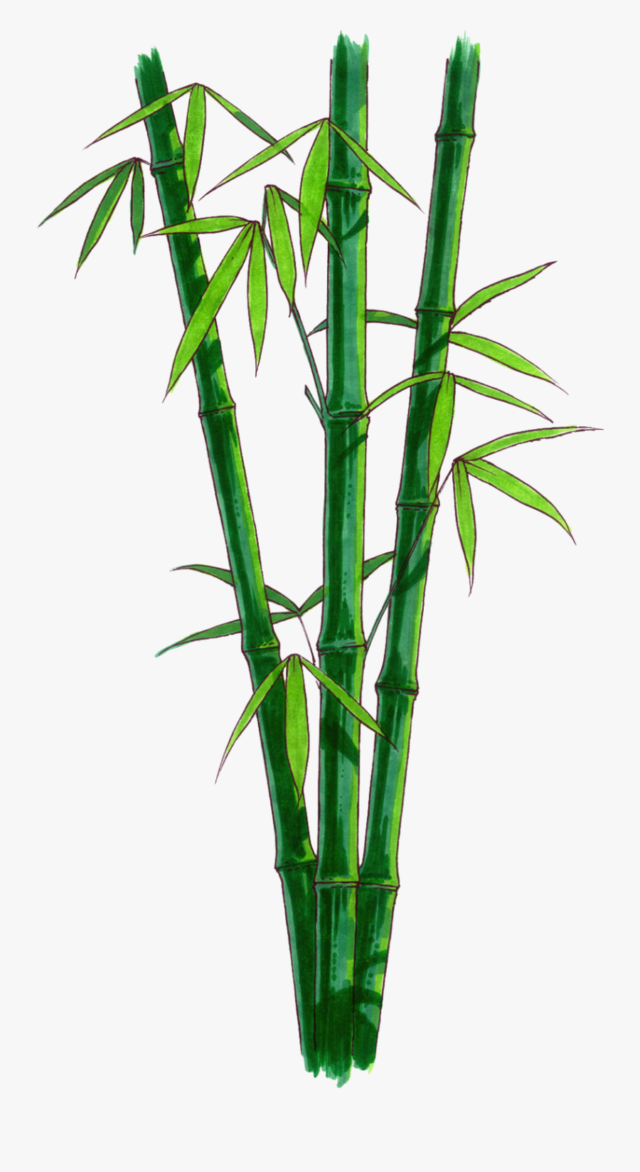 Bamboo With No Background, Transparent Clipart