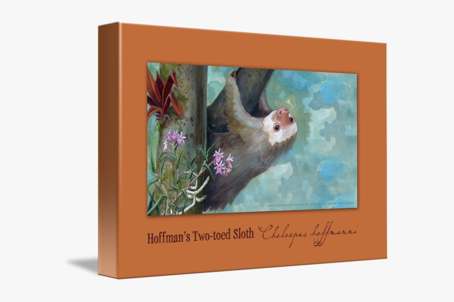 Clip Art Hoffmanns Two Toed Sloth - Picture Frame, Transparent Clipart