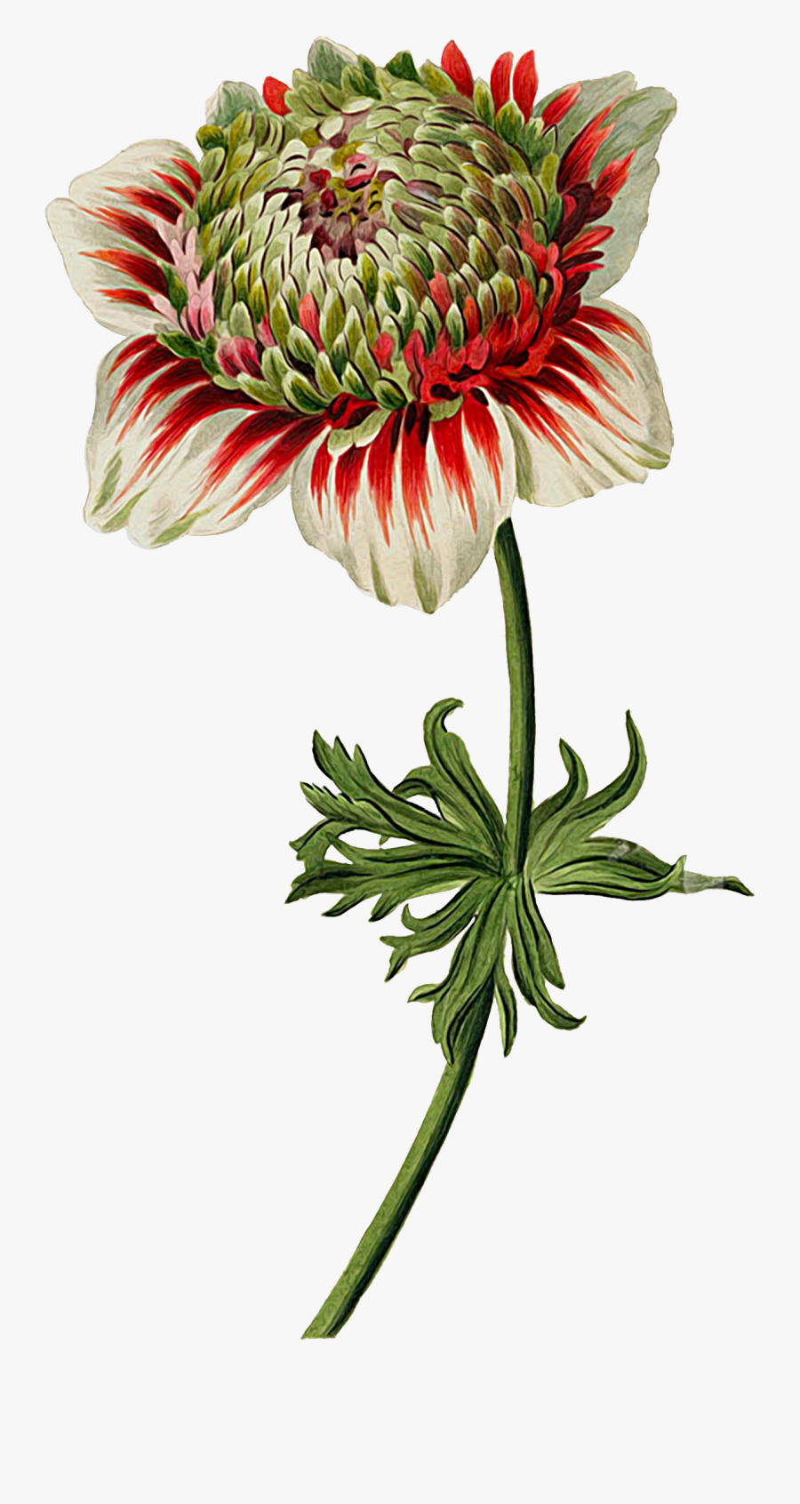 Giant Protea, Transparent Clipart
