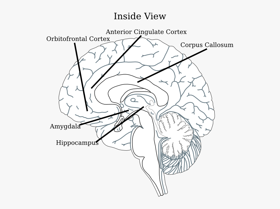 Inside Clip Art, Transparent Clipart