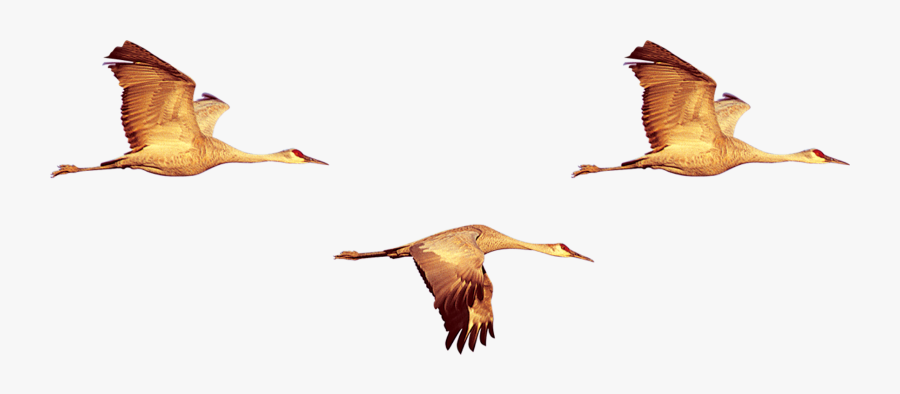 Duck Crane Swan Geese Clipart , Png Download - Duck, Transparent Clipart