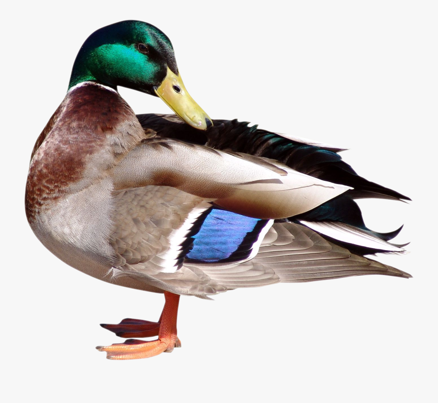 Duck Png Image - Hình Ảnh Vịt Trời, Transparent Clipart
