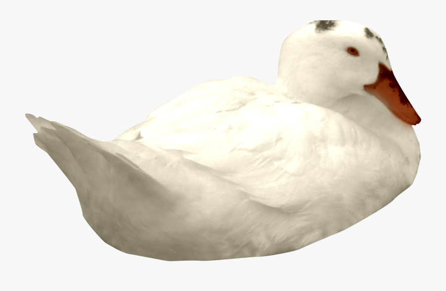 Duck, Transparent Clipart