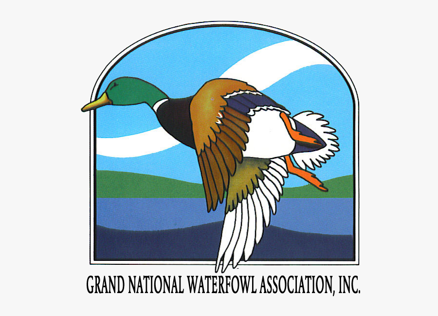 Picture - Mallard, Transparent Clipart