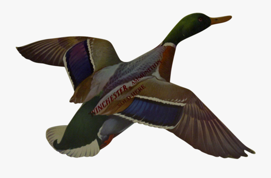 Mallard Drawing Wing - Mallard, Transparent Clipart
