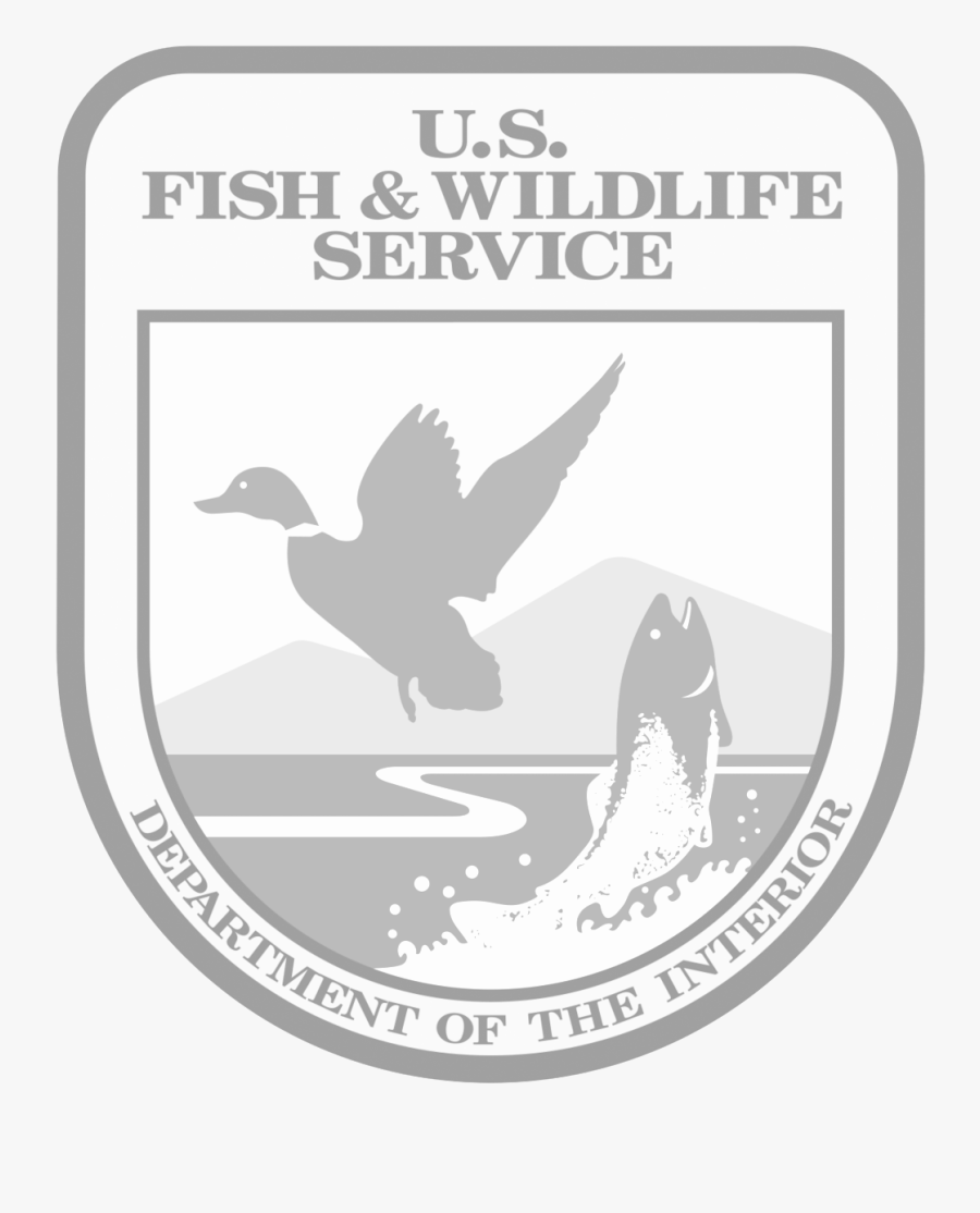 Usfws - Mallard, Transparent Clipart