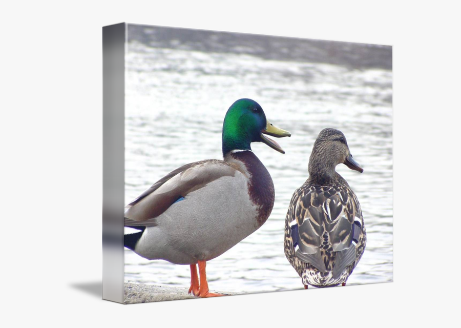 Clip Art Mallard Duck Photographs - Mallard, Transparent Clipart
