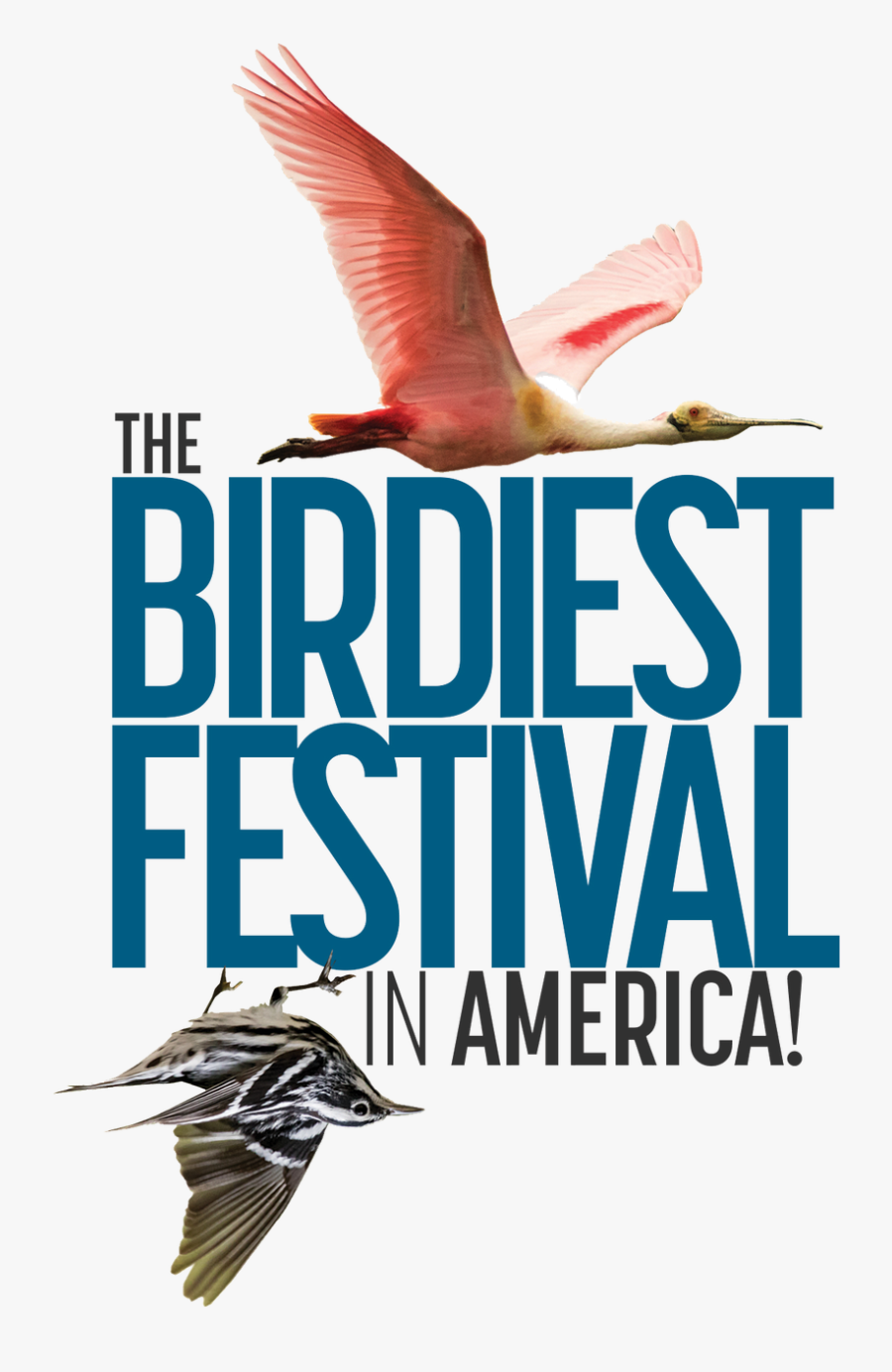 Perching Bird, Transparent Clipart