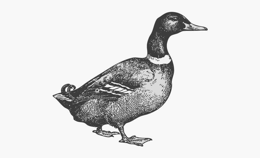 Mallard, Transparent Clipart