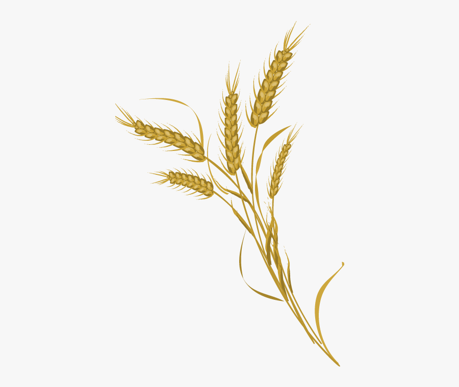 Grain Clipart Wheat Farming - Transparent Transparent Background Wheat Icon, Transparent Clipart