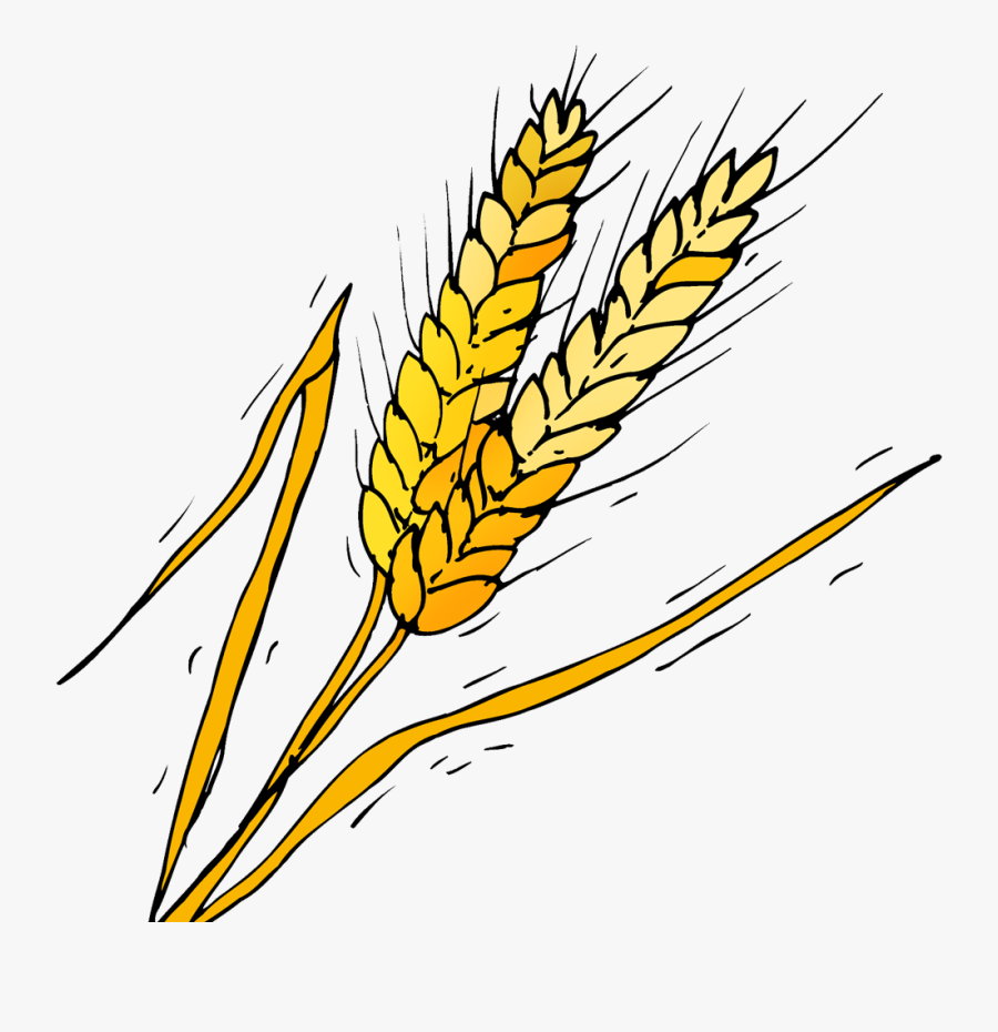 Phragmites, Transparent Clipart