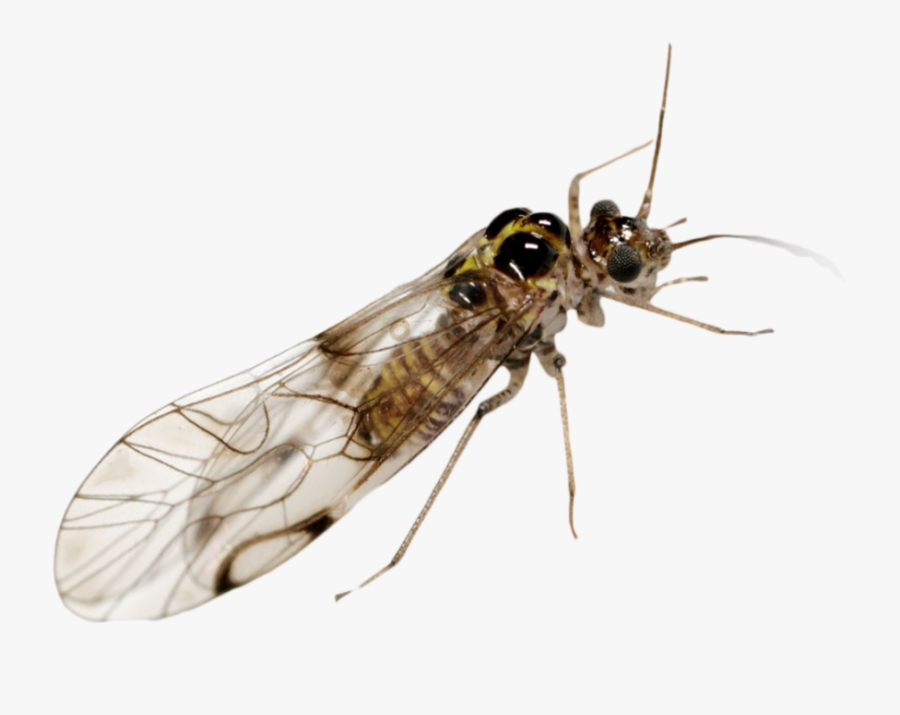 Bark Lice - Moth, Transparent Clipart