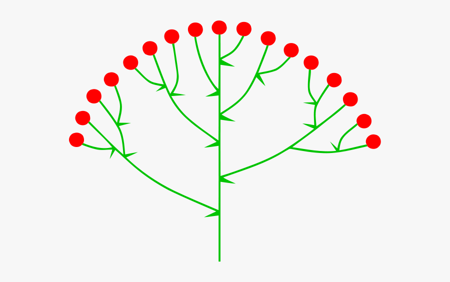 Example Of Cymose Inflorescence, Transparent Clipart