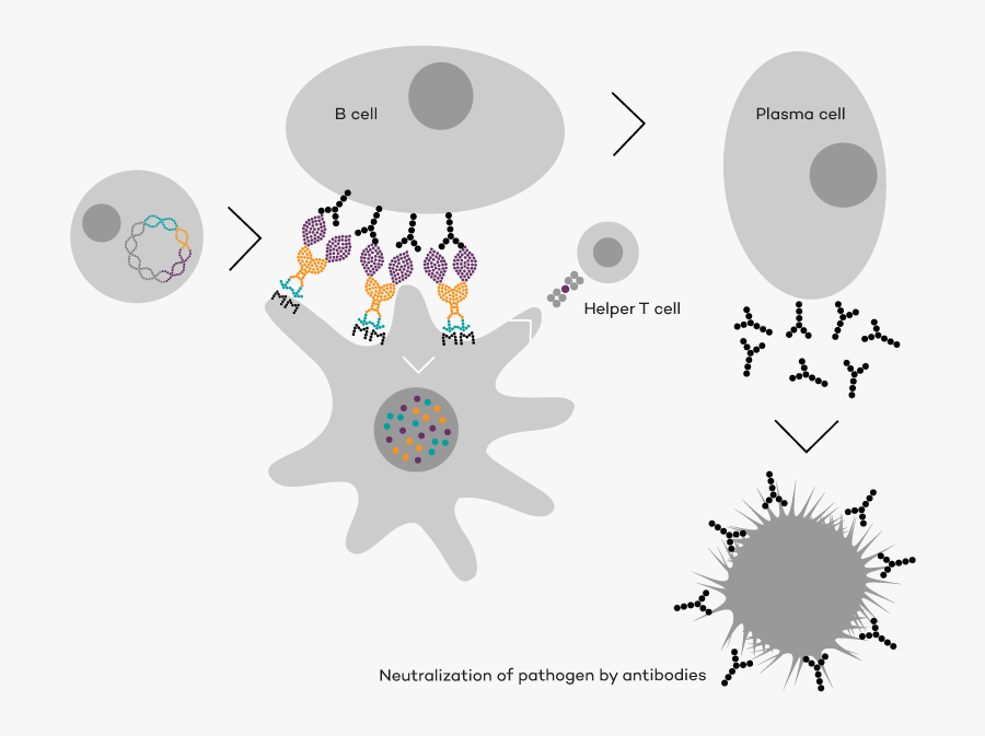 Circle, Transparent Clipart