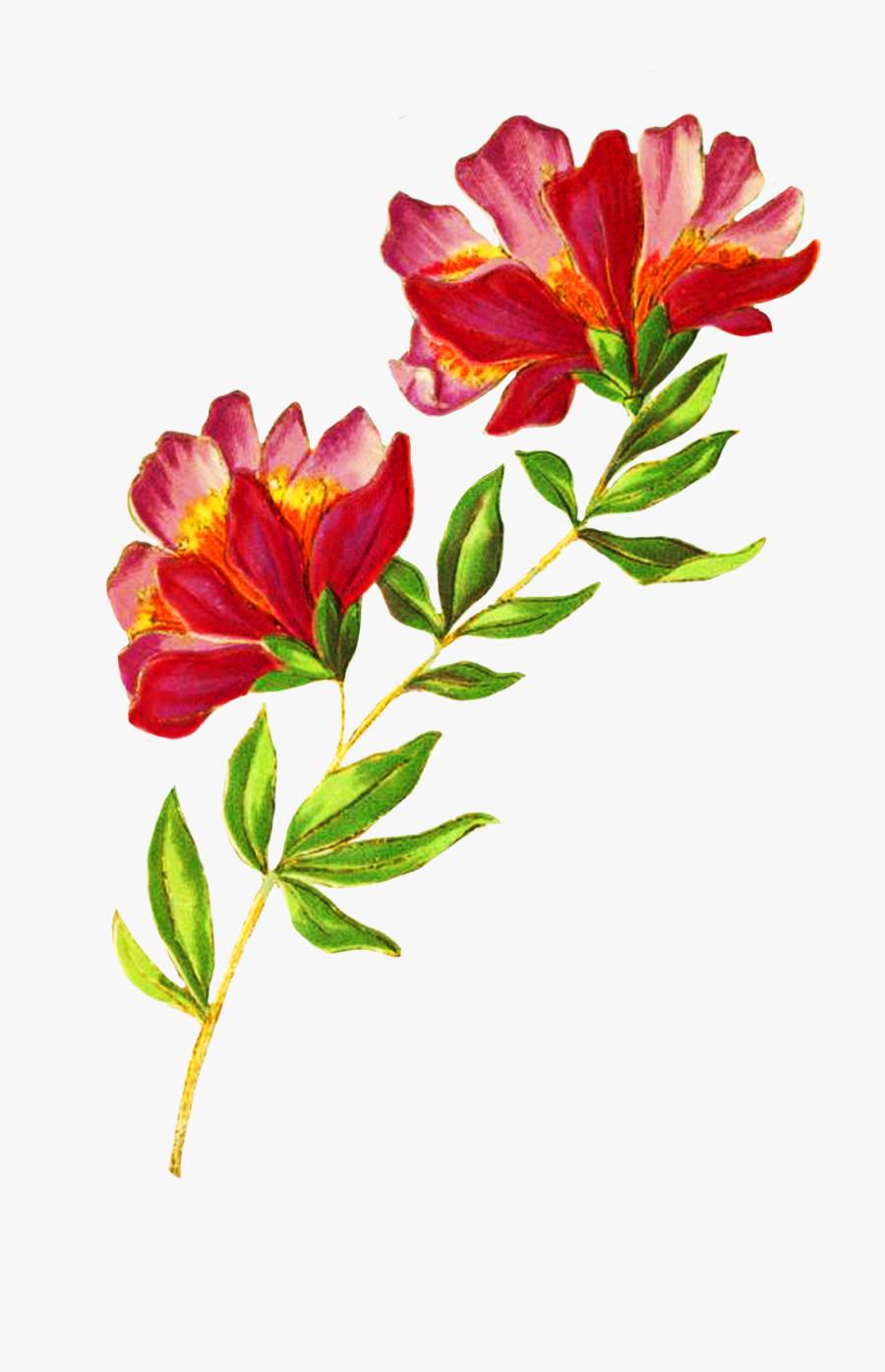 Beautiful Delicate Flower - Beautiful Flower Png, Transparent Clipart