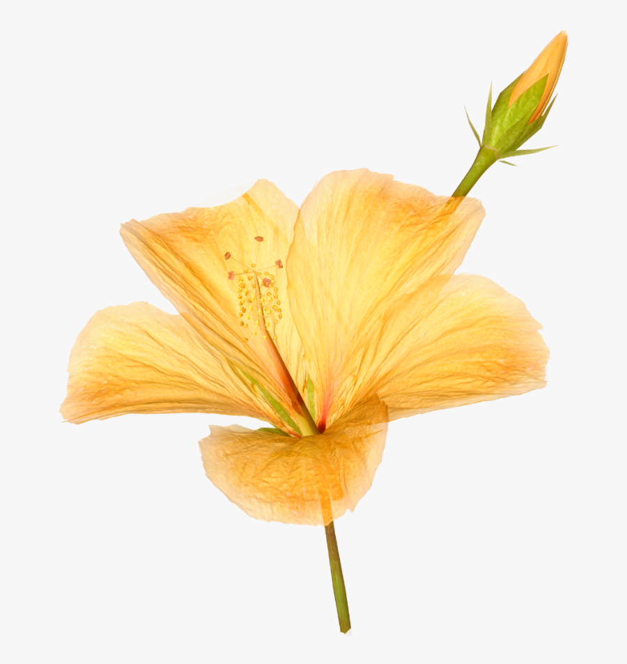 #hibiscus #yellow #bloom #frame #flower #border #flowers - Flower Photograph Png, Transparent Clipart