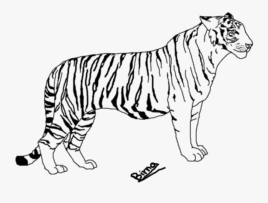 Tiger Images Line Drawing, Transparent Clipart