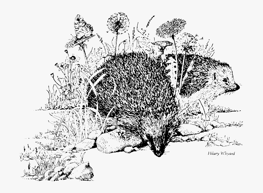 Hedgehog Habitat Black And White, Transparent Clipart