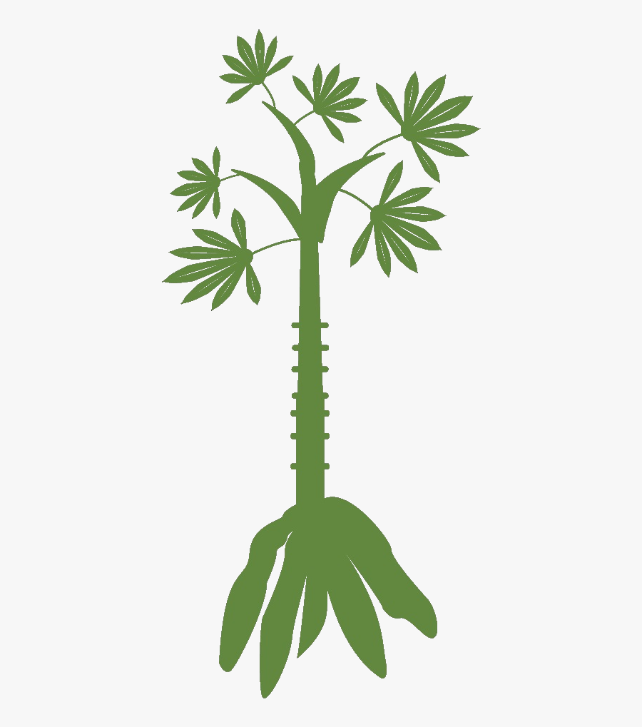 Establish Exotic Plants - Cassava Clipart Black And White Png, Transparent Clipart