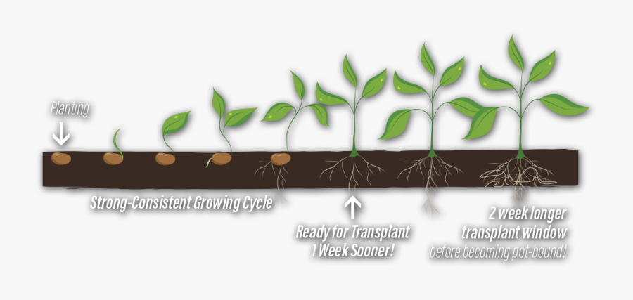 Penn Valley Farms Germination - Growing Plant Phases Transparent, Transparent Clipart