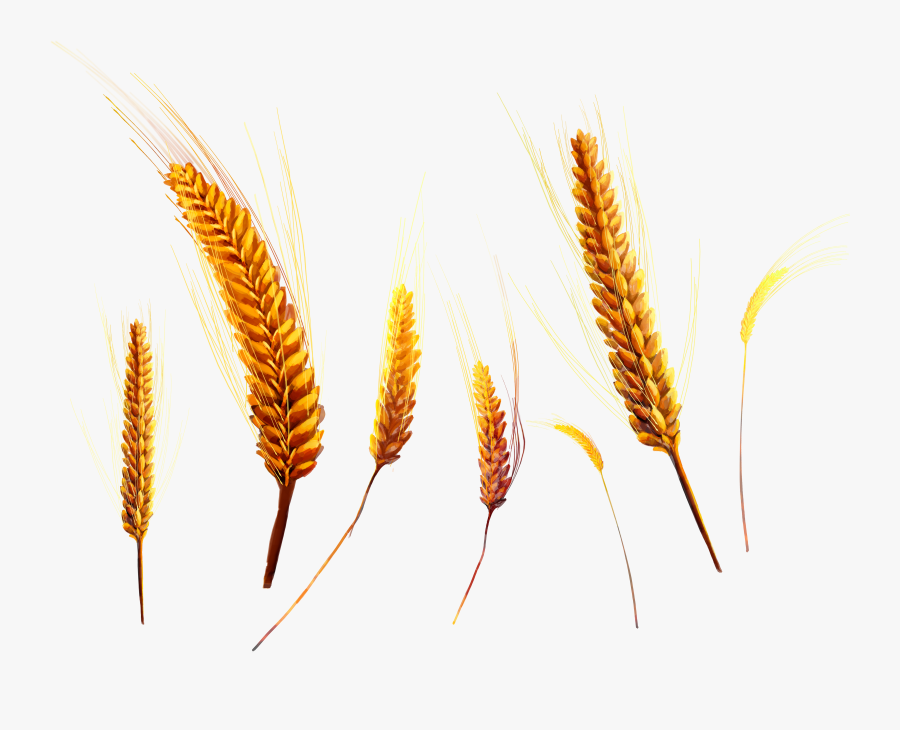Wheat Png - Колосья Пнг, Transparent Clipart