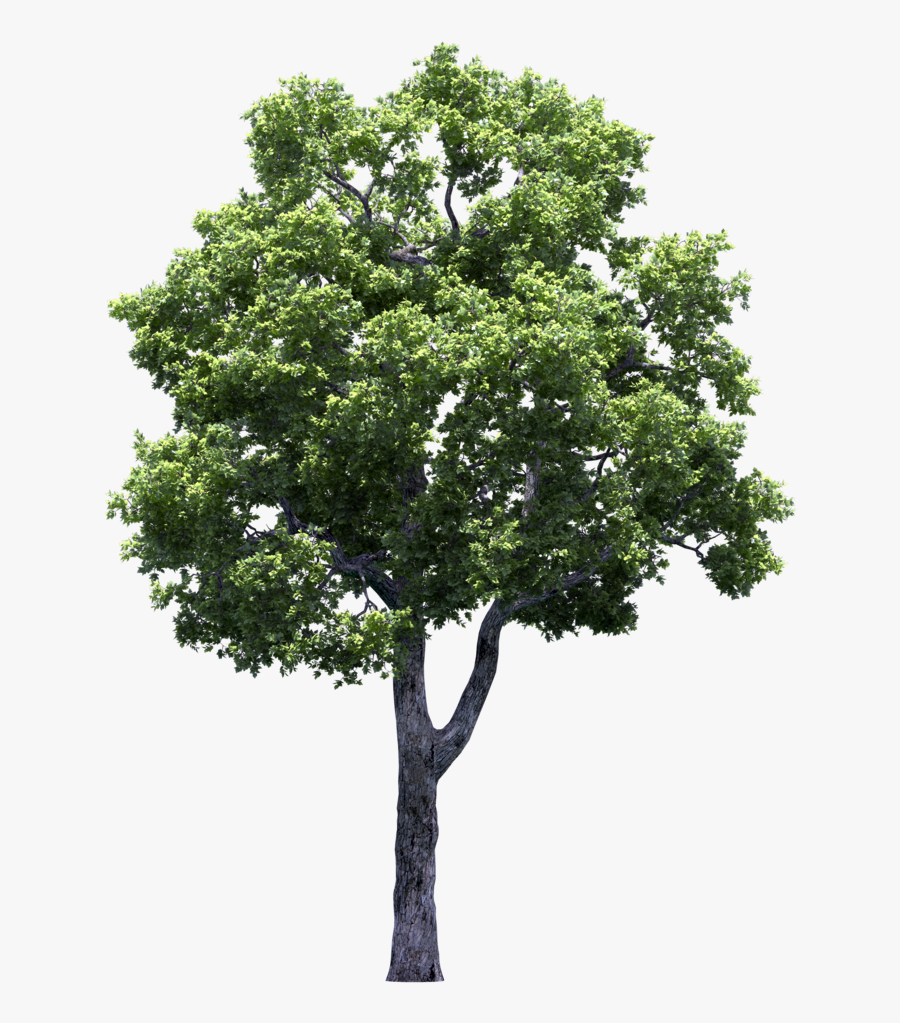 Transparent Fruit Trees Clipart - Bäume Psd, Transparent Clipart