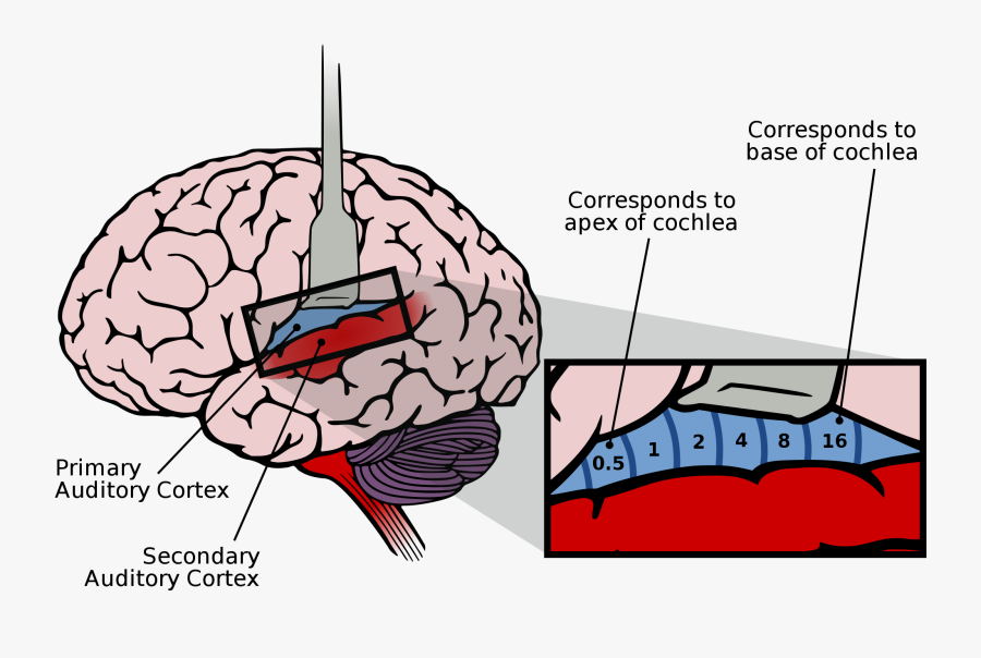 Secondary Auditory Cortex Location, Transparent Clipart