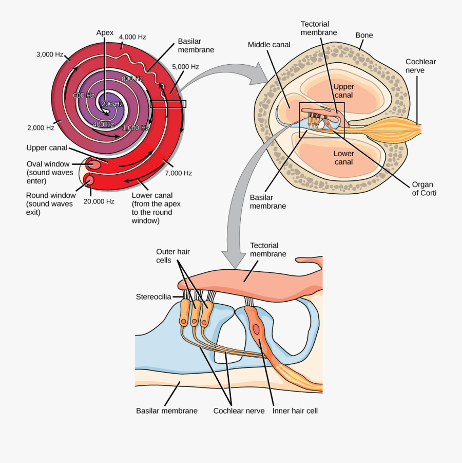 A Series Of Three Illustrations Are Shown - Sensory Transduction, Transparent Clipart