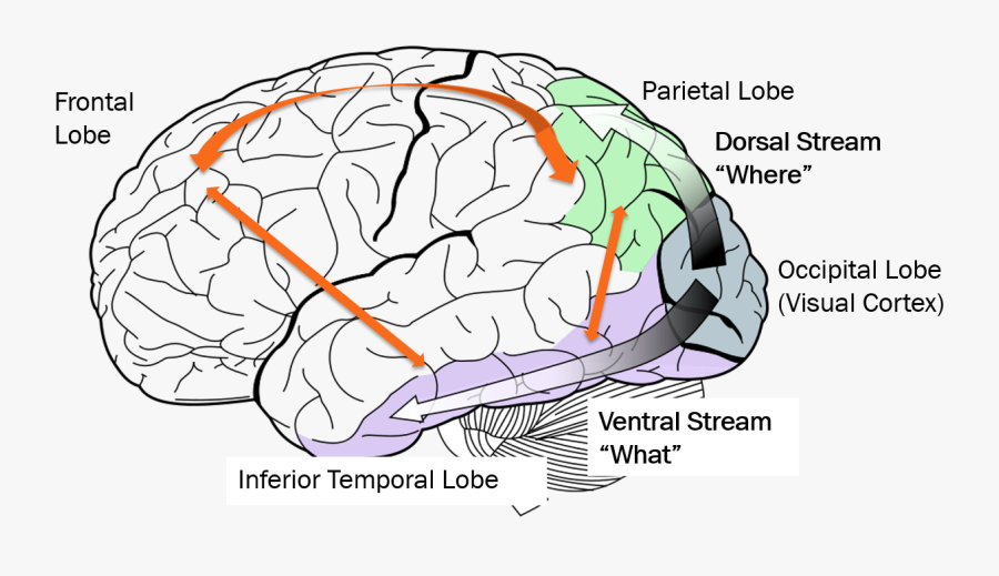 Cvi Dorsal Ventral Stream, Transparent Clipart