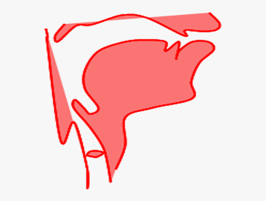 Vocal Tract, Transparent Clipart
