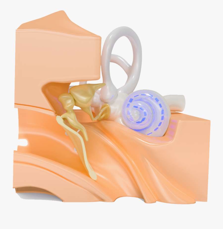 Rose, Transparent Clipart