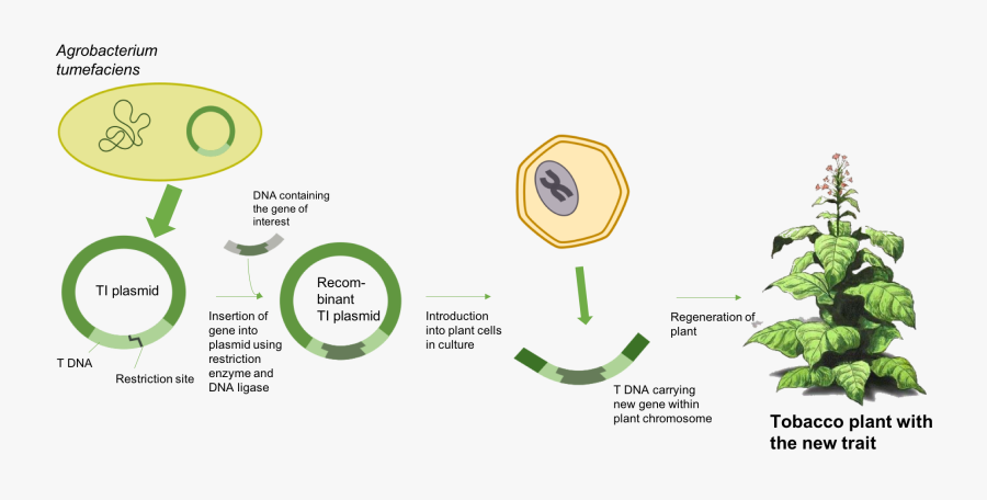 Plants In Plan Png - Circle, Transparent Clipart