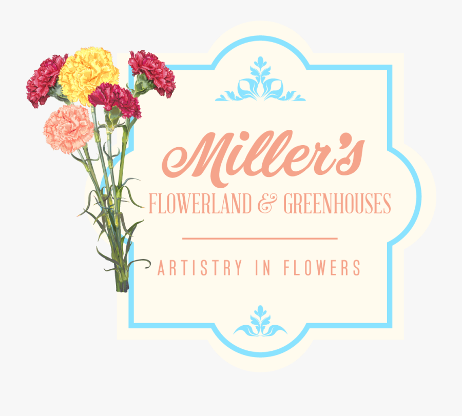 Garden Roses, Transparent Clipart