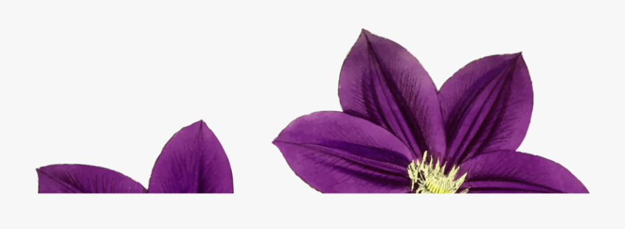 Plant,flower,purple - Artificial Flower, Transparent Clipart