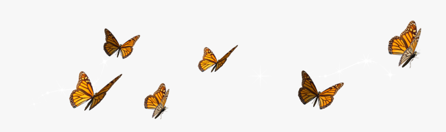 Monarch Butterfly, Transparent Clipart