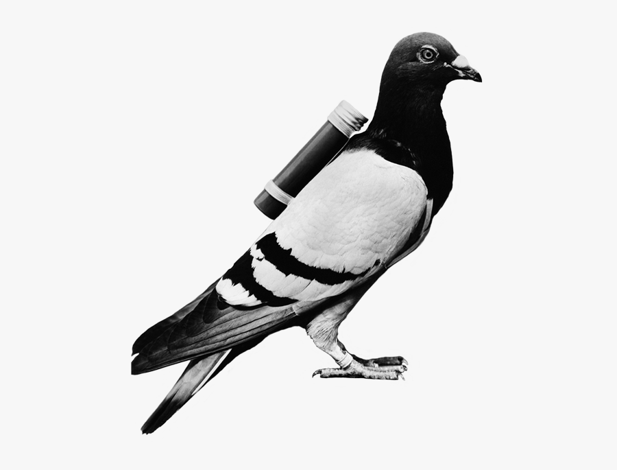 Transparent Pigeon Png - Carrier Pigeon, Transparent Clipart