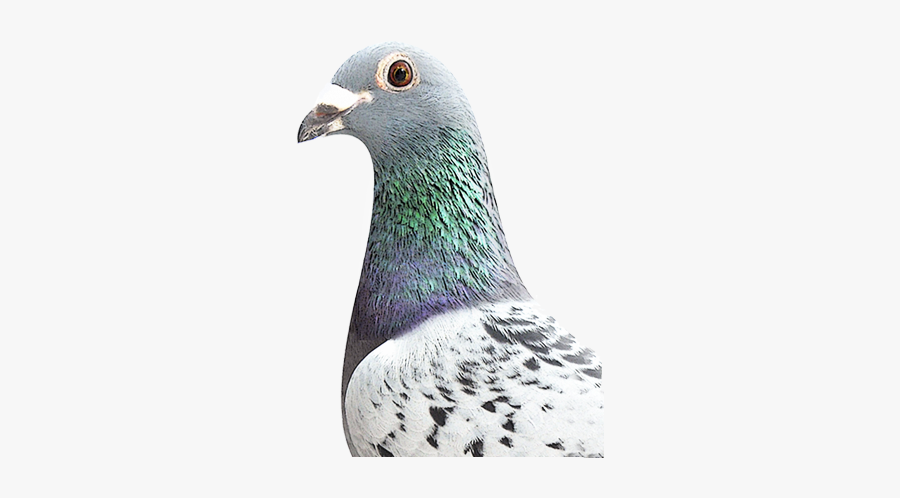 Penguin, Transparent Clipart