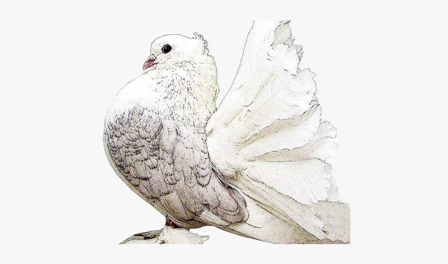 Black Bellied Plover, Transparent Clipart