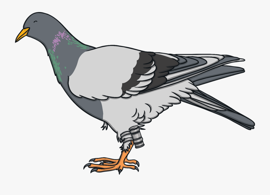 Pigeon Communication, Transparent Clipart
