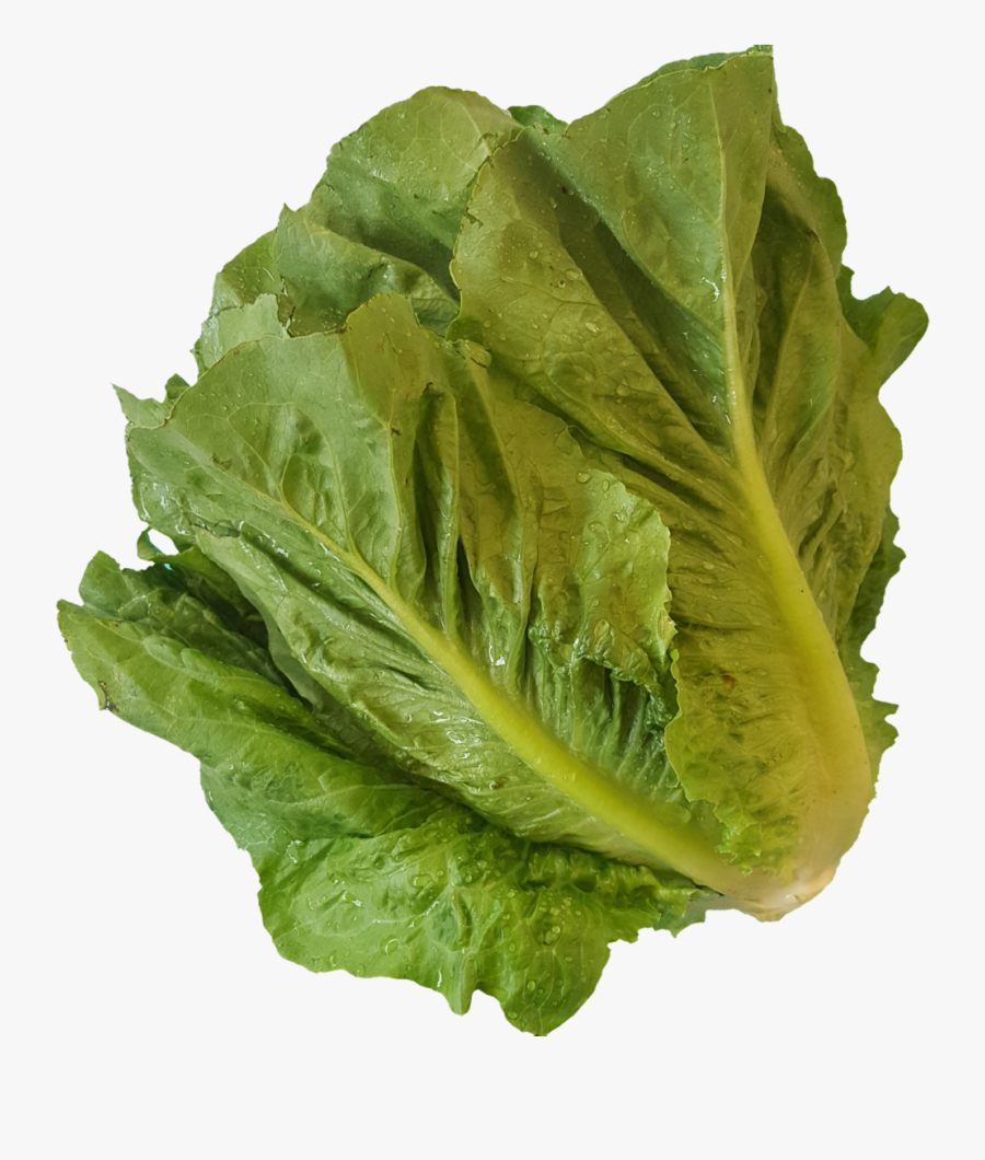 1531937485378 - Romaine Lettuce, Transparent Clipart