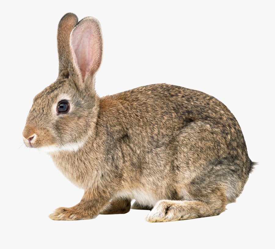 Wild Rabbit Png, Transparent Clipart