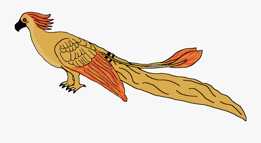 Phasianidae, Transparent Clipart